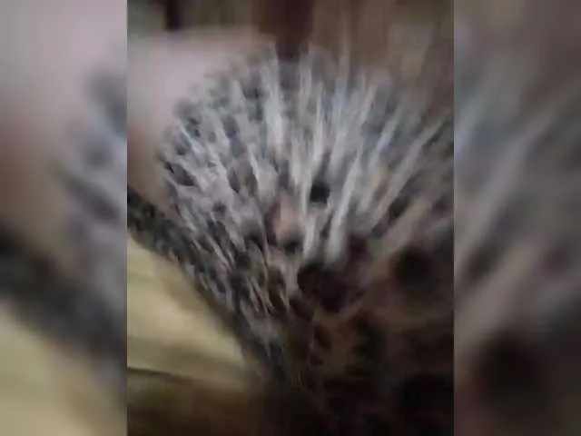 DemiRous – webcam model profile photo Image 6