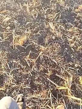 MiraKova – webcam model profile photo Image 18