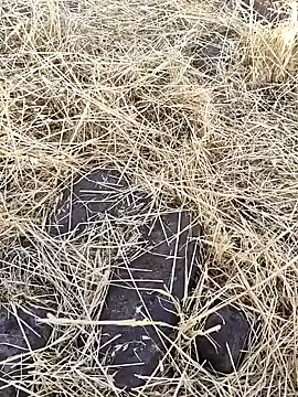 MiraKova – webcam model profile photo Image 9